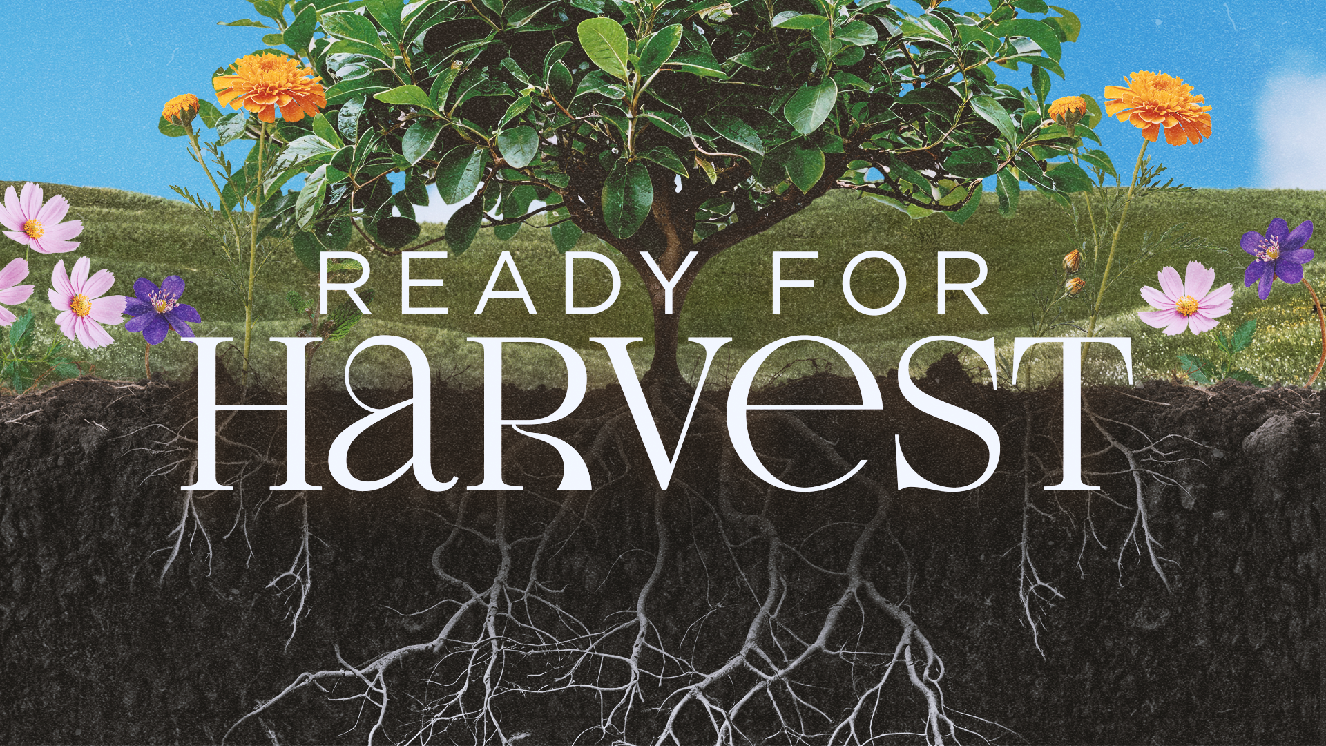 Ready for Harvest
